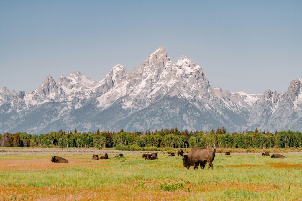 Blacktail Ponds Overlook with tall meadow grasses, wetlands, and layered Teton mountain views — natural, serene Wyoming elopement location